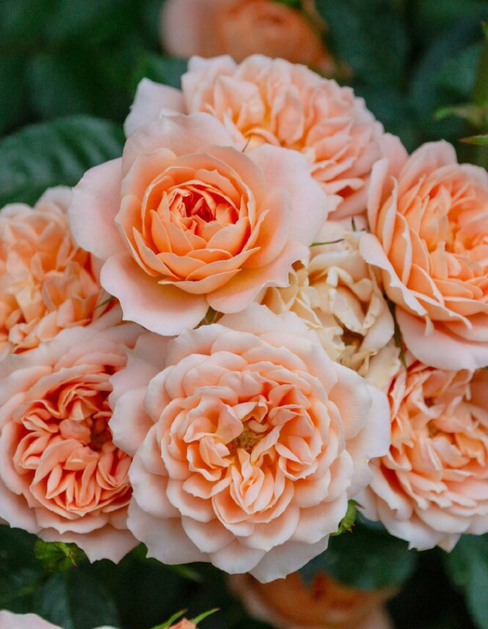 Роза английская Чарльз Остин 1 шт роза зе олбрайтон рамблер д остин кустарниковая