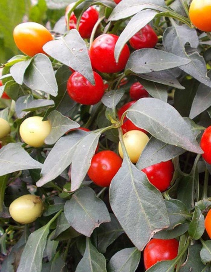 

Перец острый Рябинушка 0,1 гр цв.п