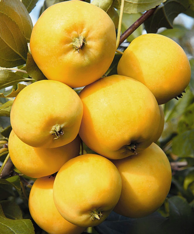 Купить яблоня Янтарь 1 шт, Плодовые, Яблоня - арт: 10720 недорого вмагазине в Сургуте, цена 2023