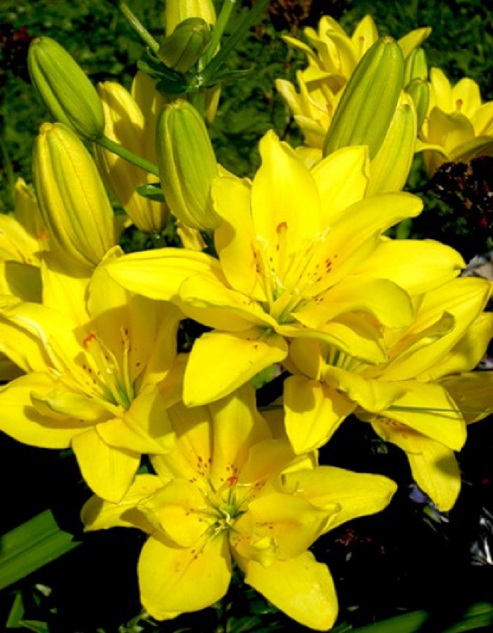 

Лилия Фата Моргана