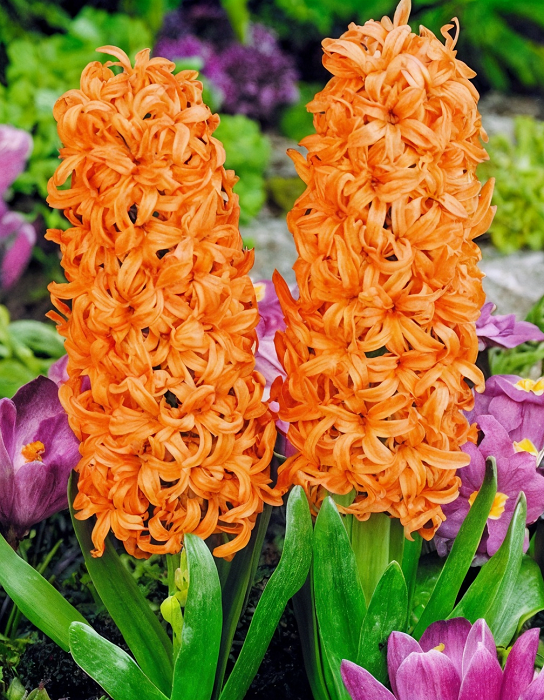 Гиацинт Джипси Куин 1 уп. (2 шт.) 