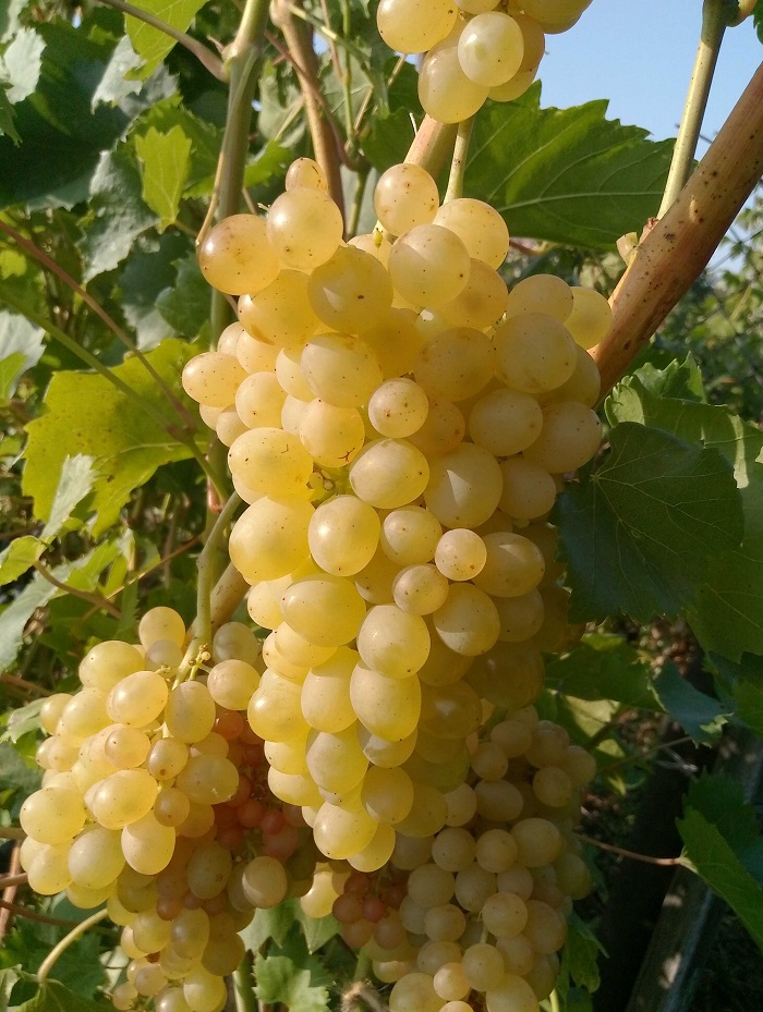 Виноград плодовый кишмиш №342 1 шт виноград кишмиш белый узбекистан 500г
