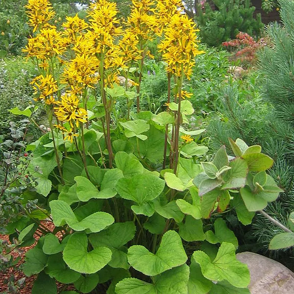 

Бузульник Хессей 1 шт Р9