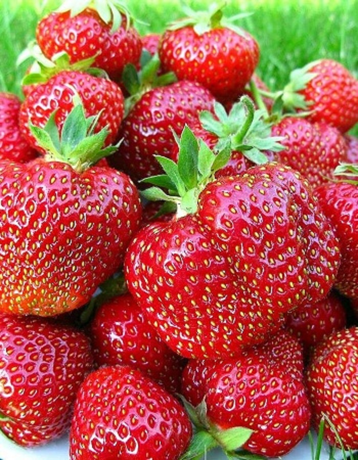 

Земляника садовая Дарселект