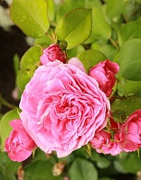 Роза флорибунда Баронесса