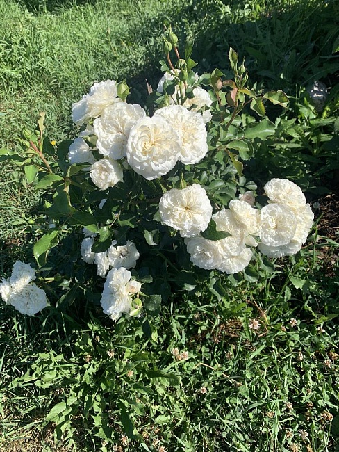 Роза почвопокровная Блан Мейяндекор