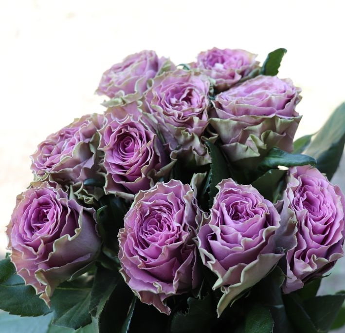 Роза чайно-гибридная Византия 