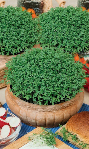 Кресс-салат Престиж (УД) 0,8 гр. цв.п.