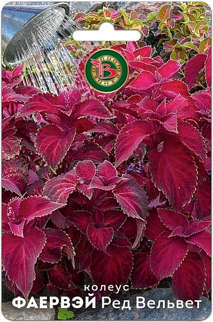 Колеус Фаервэй Ред Вельвет 10 шт