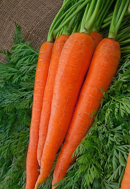 

Морковь Витаминная 6 2 гр б.п