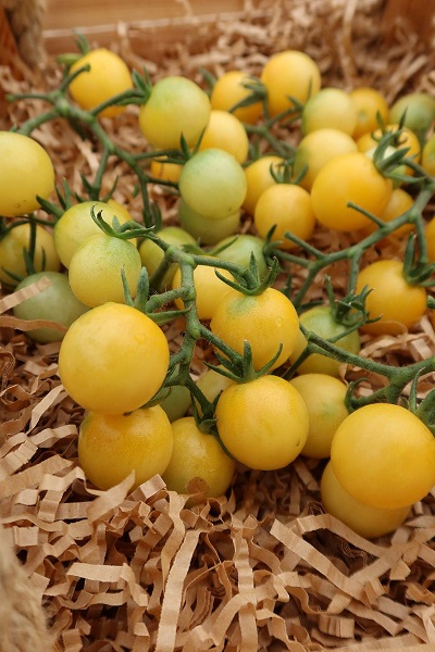 Томат Виноград Белый (УД) 20шт цв.п.