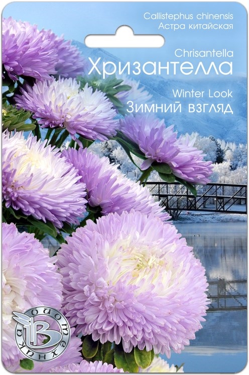 Астра Хризантелла Зимний взгляд 30 шт астра хризантелла элвис семена цветы