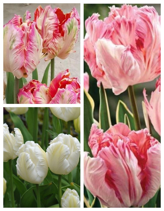 Набор Тюльпанов  Пленительная простота  9 шт. набор тюльпанов блики весны 9 шт