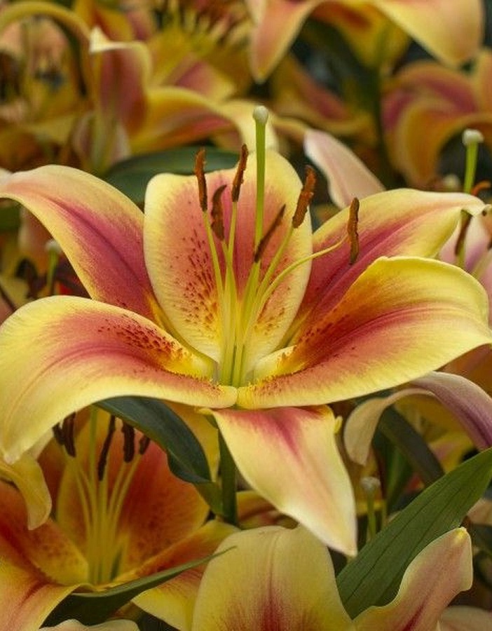 

Лилия Монтего Бэй