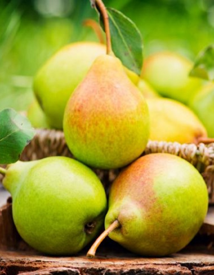 

Груша Вековая 1шт