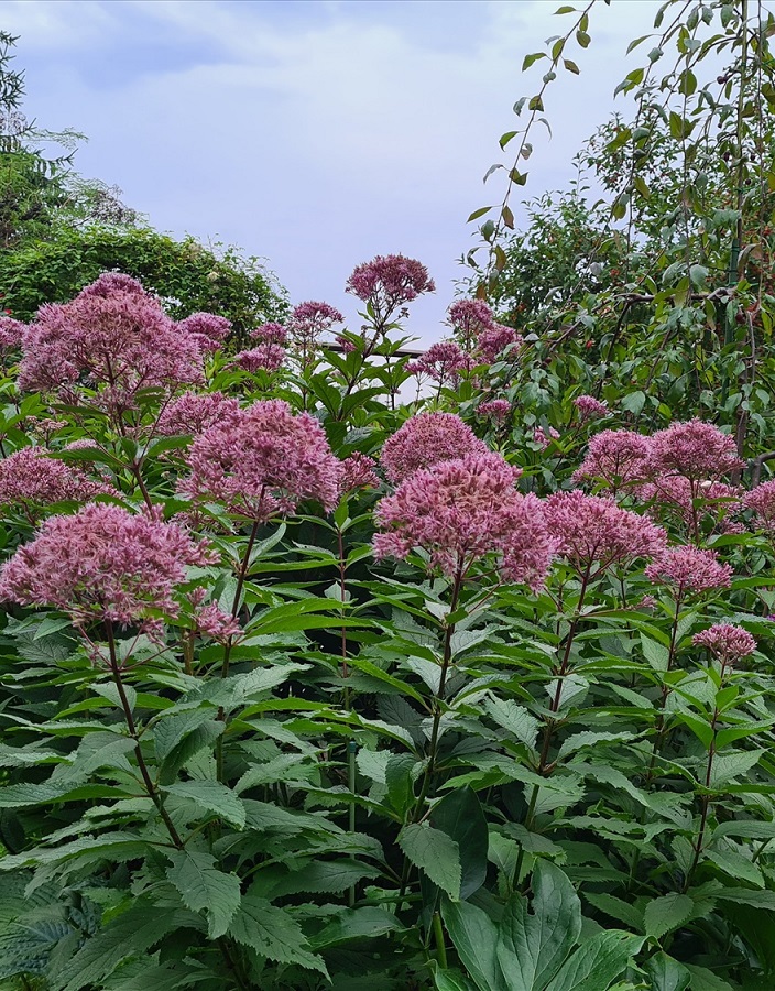 

Посконник пятнистый Атропурпуреа