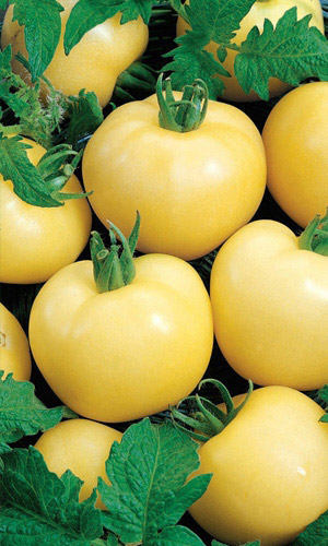 Томат Долгохранящийся (УД) 20 шт цв.п