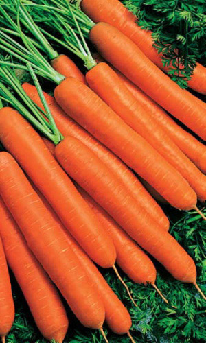 Морковь Без сердцевины (УД) 2гр цв.п.