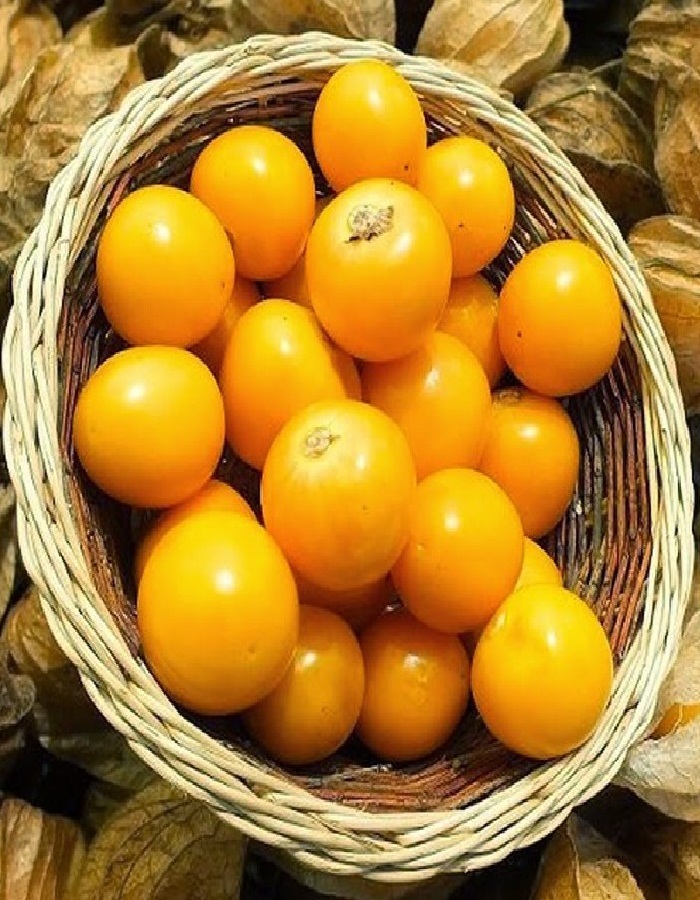 

Физалис овощной Лакомка 0,2 гр цв/п