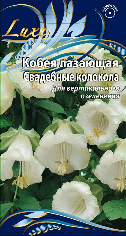 Кобея лазающая Свадебные колокола  5 шт