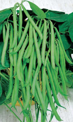 Фасоль Снежная королева - спаржевая (УД) 10 шт цв п