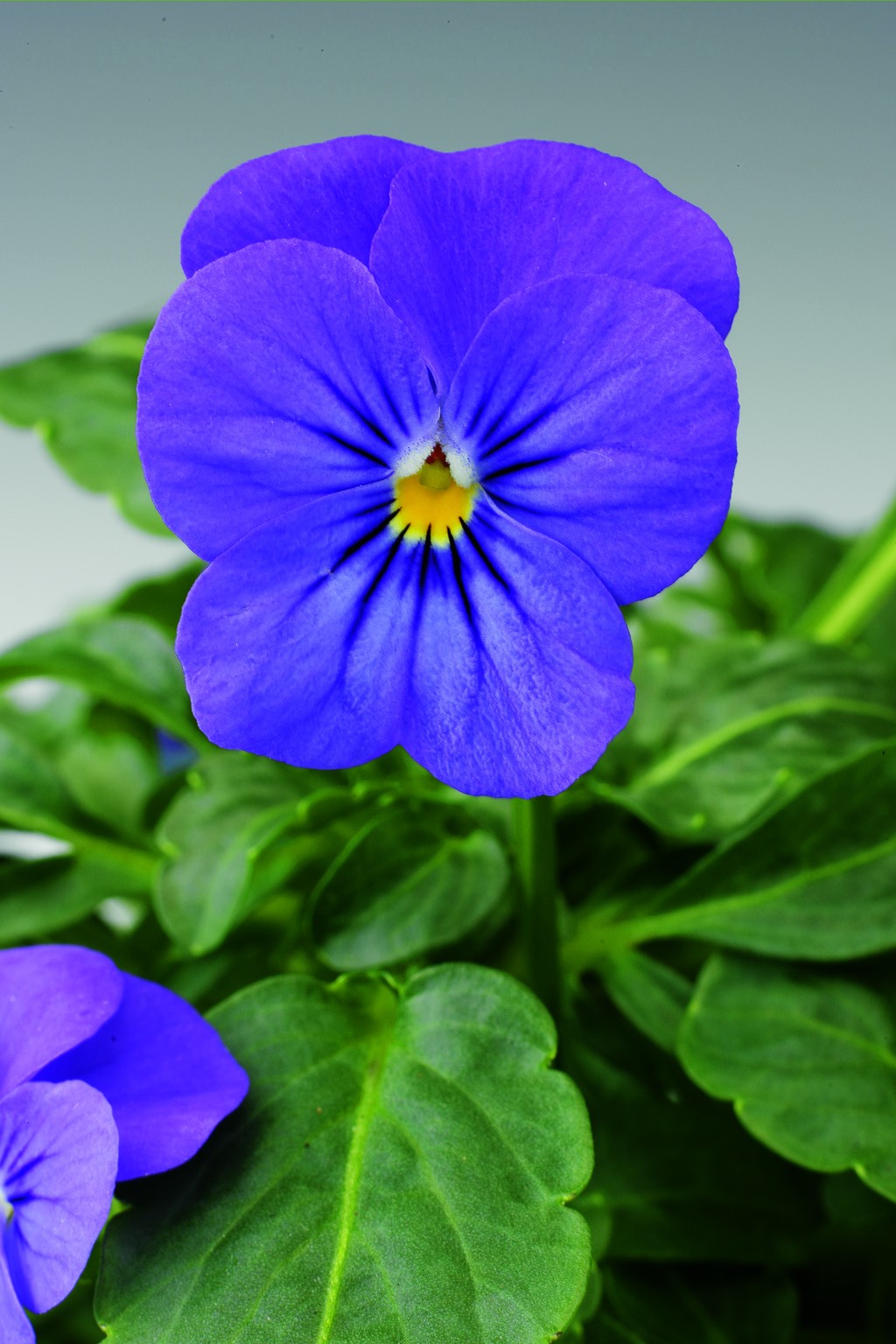 Виола (Анютины глазки) Голубые кружева 0,2 гр, Семена цветов, Виола (Анютины глазки)