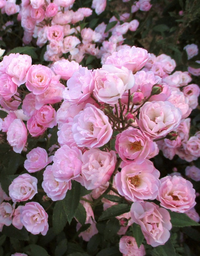 

Роза мускусная Хевели Пинк