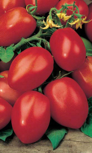 Томат Засолочное Чудо (УД) 20 шт цв.п семена томат чудо земли 5 шт
