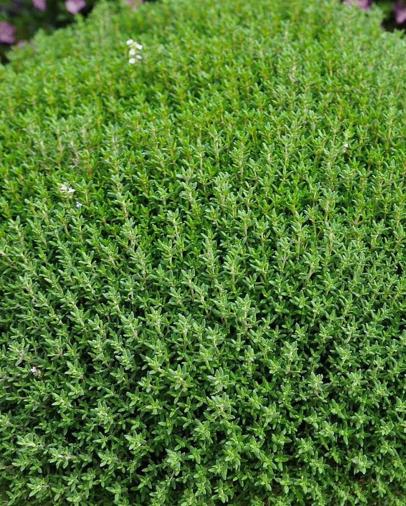 

Тимьян обыкновенный Симпли Хербс 1шт р9