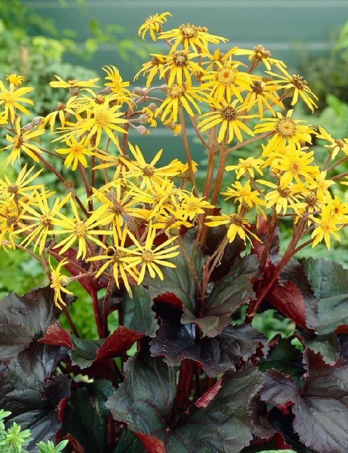 

Бузульник зубчатый Миднайт Леди