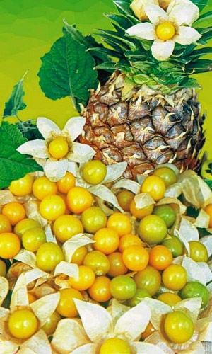 Физалис Ананасный (УД) 20 шт цв п