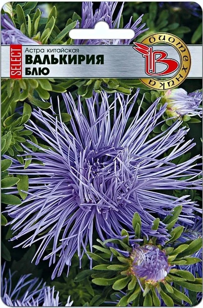 Астра Валькирия селект Блю 30 шт 107₽