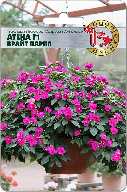Бальзамин Валлера махровый ампельный Атена F1 Брайт Парпл 8 шт
