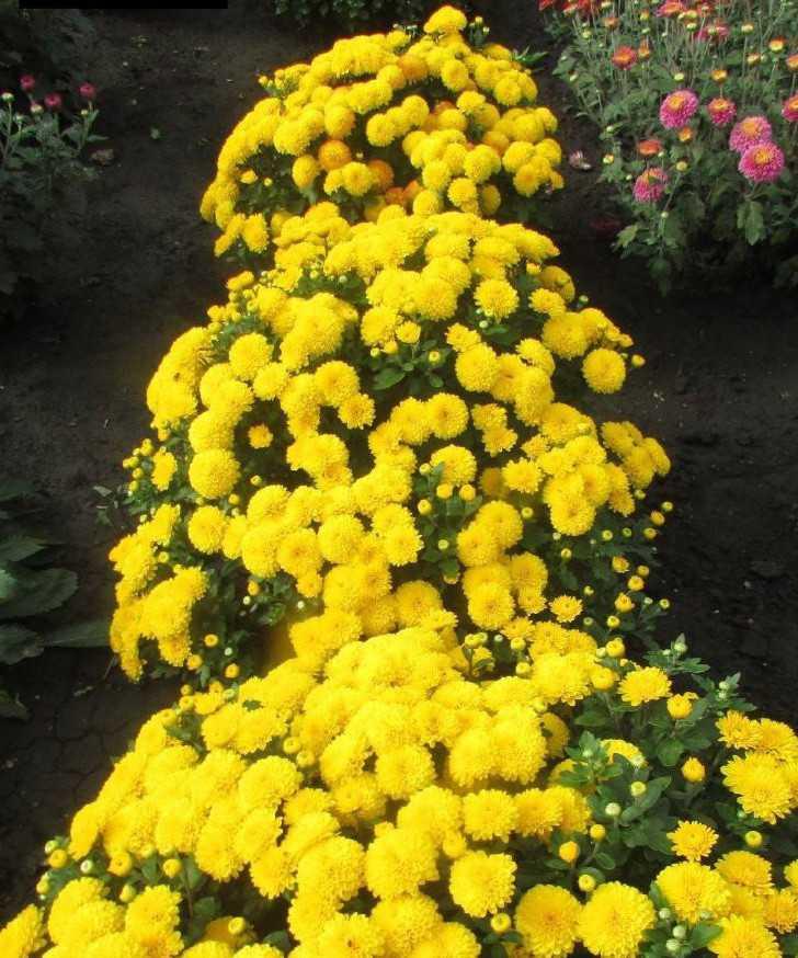 

Хризантема Беби мам елоу ASF 1 шт Р9