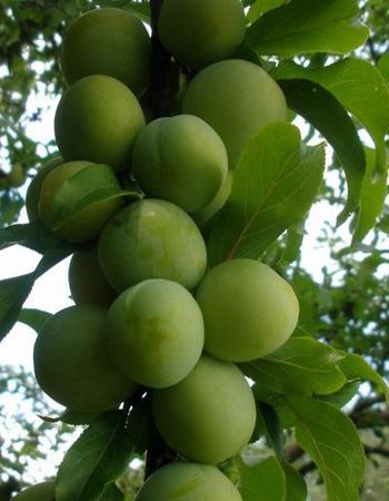 Сливово-вишневый гибрид Пирамидальная 1 шт