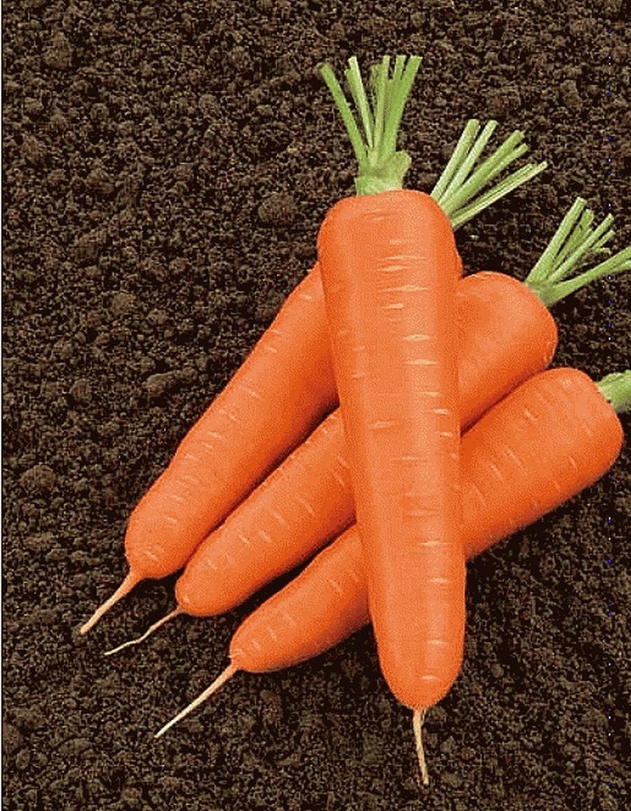 Морковь Олимпо F1 (Vilmorin) 0,5г цв.п. семена морковь олимпо f1