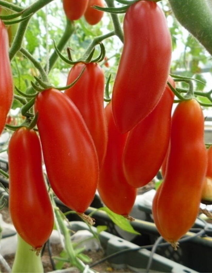 Томат Красный Метеор (УД) 20 шт. цв.п. (банка) семена томат красный олигарх серия банка 20 шт