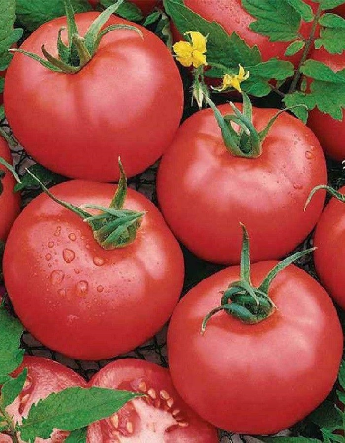 Томат Таня F1 (Seminis) 10шт цв.п семена томат витадор 10шт