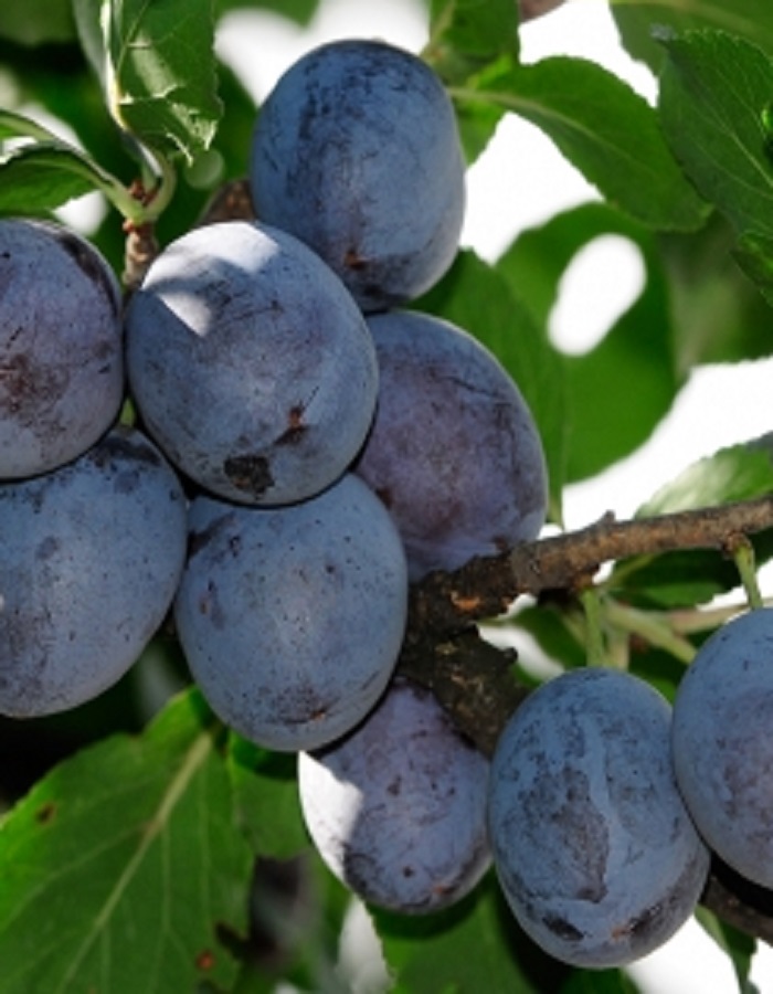 

Сливово-вишневый гибрид Пирамидальная чёрная