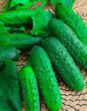 Огурец Кустовой 0,25 гр б.п.