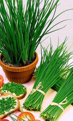 Лук шнитт Медонос 0,25 гр (УД) цв.п.