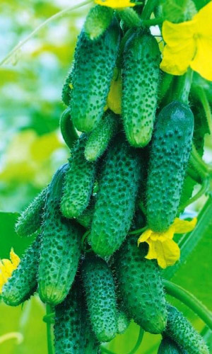 Огурец Джентельмены Удачи F1 (УД) 6 шт цв.п