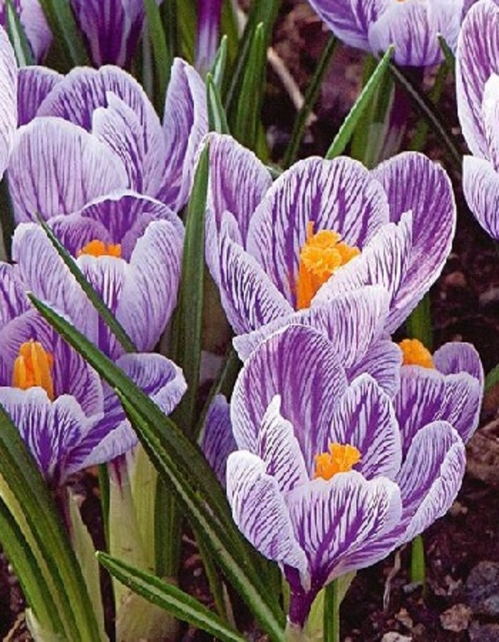 

Крокус Пиквик