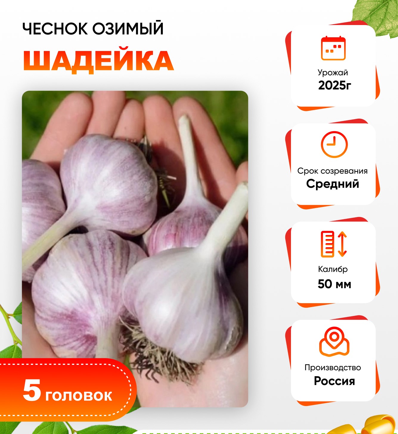 

Чеснок Шадейка 1 уп. (5 головок) калибр 5