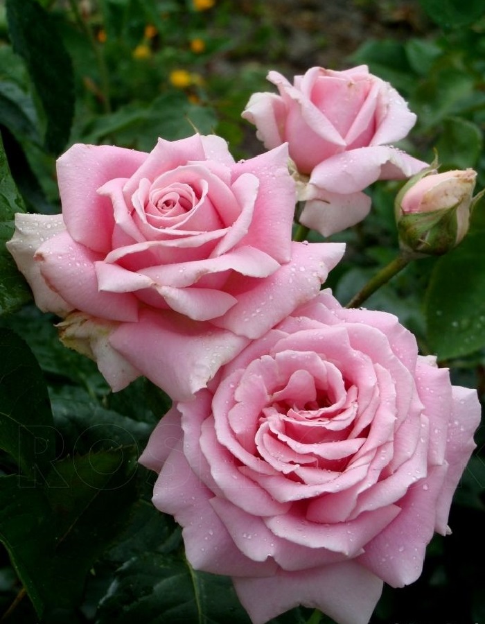 Роза чайно-гибридная Фредерико Местраль 1 шт, Розы, Чайно-гибридные