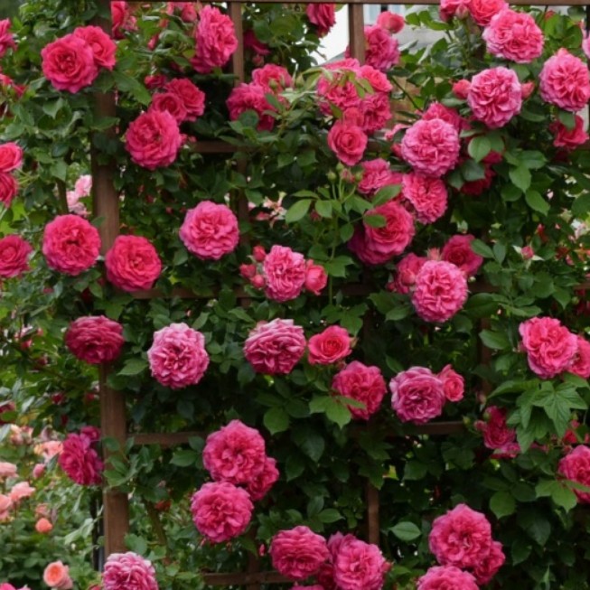 Роза плетистая Маритим