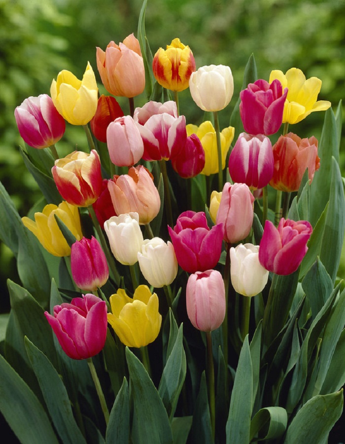 Набор Тюльпаны Триумф 9 шт набор тюльпаны ботанические гибриды 9 шт