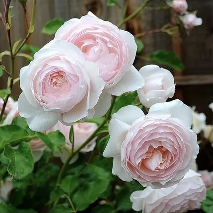 Роза английская Херитейдж