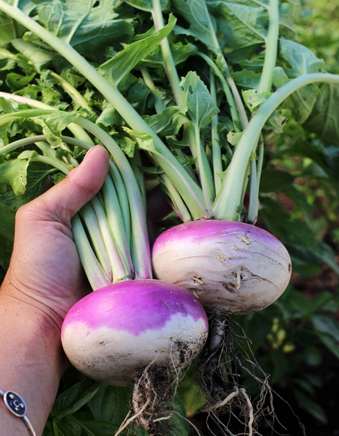 Репа Пурпурная с белым кончиком (УД) 0,25 гр цв.п., Семена овощей, Репа