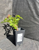 Роза чайно-гибридная Ломоносов 